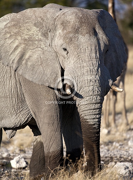 African Elephant - Etosha National Park - Namibia