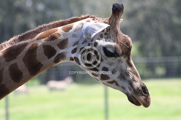 Giraffe Profile