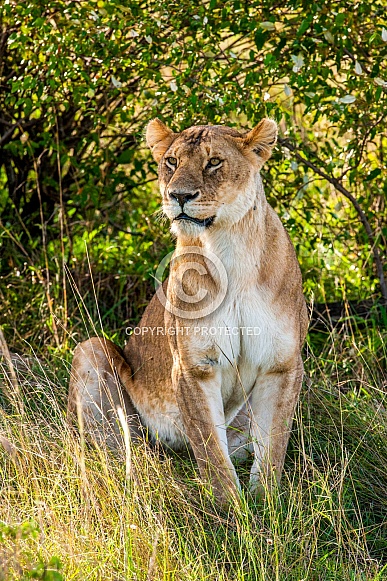 Lioness keeping watch