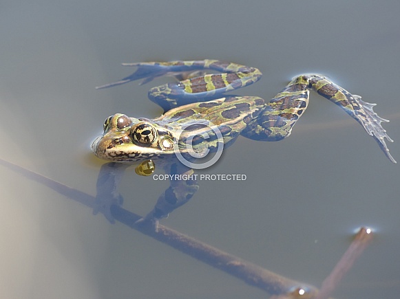 Acrobatic Leopard Frog