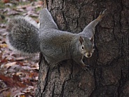 Grey Squirrel on Tree Trunk
