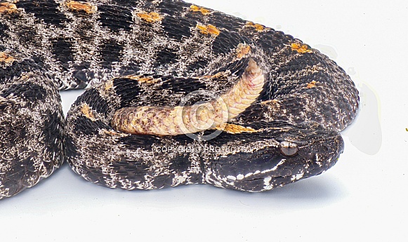 Venomous Dusky Pygmy or pigmy Rattlesnake - Sistrurus miliarius barbouri - close up macro of head, eyes, tail and pattern.  Side view  with great scale detail isolated on white background