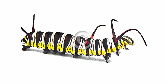 queen butterfly caterpillar - Danaus gilippus - showing transverse stripes of blue, green, yellow, white, and blackish brown and three sets of antennae. isolated on white background side profile view