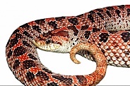 Wild Red phase female southern hognose snake - Heterodon Simus - with upturned snout or rostral nose scale