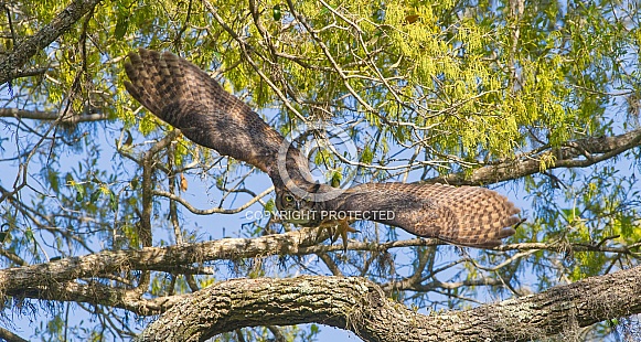 great horned owl adult (bubo virginianus) flying towards camera from oak tree