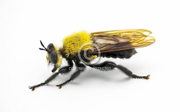 Beautiful robber fly - Laphria virginica - a bumble bee mimic species that preys on bugs and insects. Found in Woodlands, pine or mixed pine deciduous.  Isolated on white background side profile view