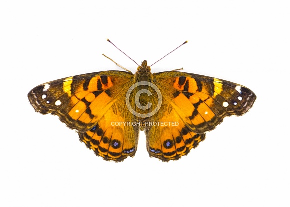 American painted lady Butterfly - Vanessa virginiensis - isolated on white background top dorsal view