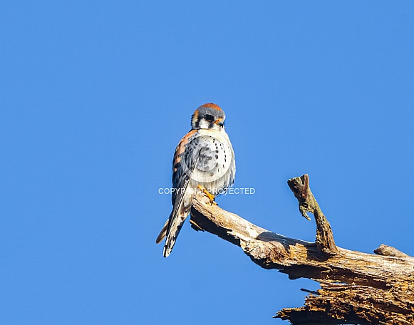 Wild male Southeastern American Kestrel - Falco sparverius - perched on tree snag hunting from above.