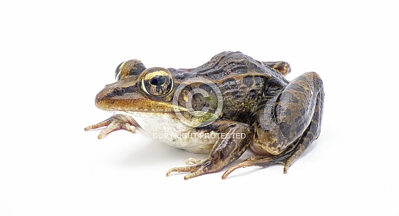Southern leopard frog - Lithobates sphenocephalus or Rana sphenocephala - isolated on white background side front profile view