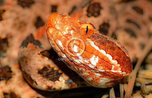 Close up view of red phase Carolina Pigmy or Pygmy rattlesnake - Sistrurus miliarius miliarus - side view of head and face showing heat sensing pits on either side.  Georgia North Carolina border.