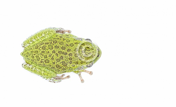 barking tree frog - Dryophytes gratiosus - is the largest species of tree frog endemic to the south eastern United States. Formerly known as Hyla gratiosa. isolated on white background with copy space