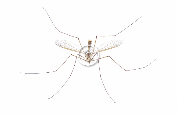 Cranefly species Tipula Sayi daddy longlegs in high definition with extreme focus and DOF depth of field isolated on white background. often mistaken as a larger mosquito. top front face view