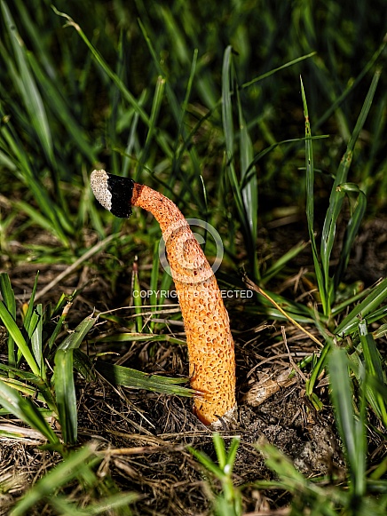 Phallus rubicundus - Devils stinkhorn is a species of fungus found in tropical regions. It has the typical stinkhorn structure consisting of a sponge stalk tall arising from a gelatinous egg