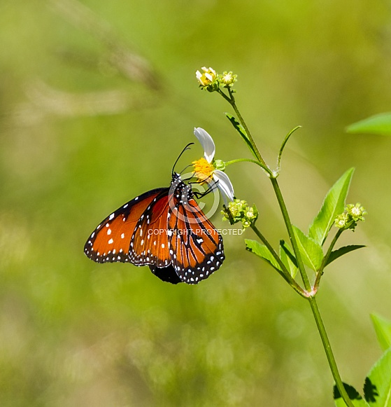 Beautiful Queen - Danaus gilippus -butterfly eating nectar of Bidens alba or Spanish needle in north Florida