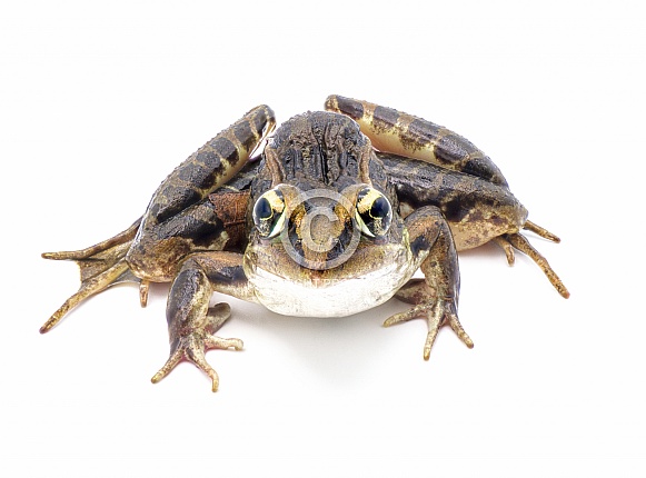 Southern leopard frog - Lithobates sphenocephalus or Rana sphenocephala - isolated on white background top front face view
