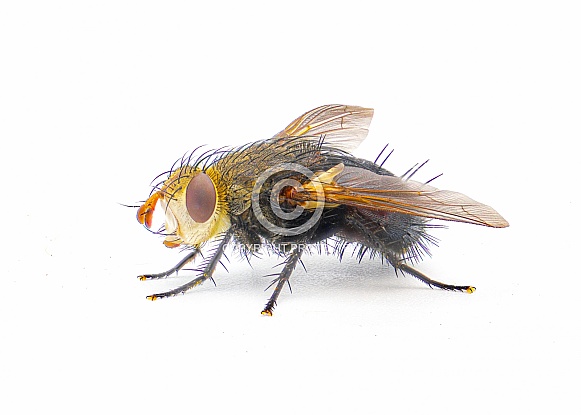 archytas apicifer - a medium to large sized tachinid fly native to north america.  Large hair, bristle funny and big red eyes side profile view