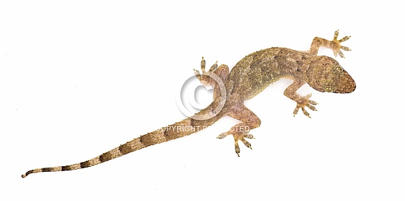 tropical, Afro American or cosmopolitan house gecko - Hemidactylus mabouia - a common parthenogenic lizard that has spread throughout the world.  Isolated on white background top dorsal view