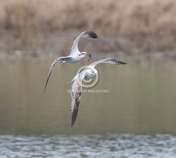 a pair of ring-billed gulls (larus delawarensis) flying low over water