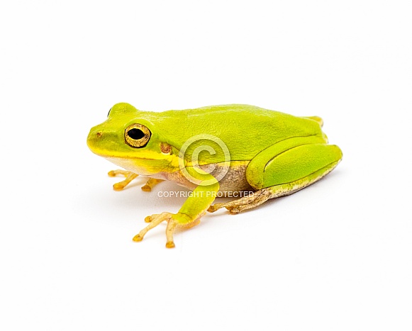Lime Green wild Squirrel Treefrog - Hyla squirella isolated on white background side profile view