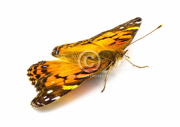 American painted lady Butterfly - Vanessa virginiensis - isolated on white background top dorsal front angled view wings wide open