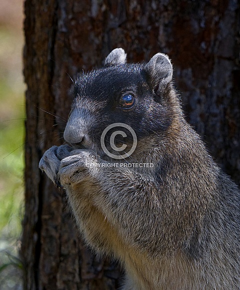Sherman's fox squirrel (Sciurus niger shermani) eating food
