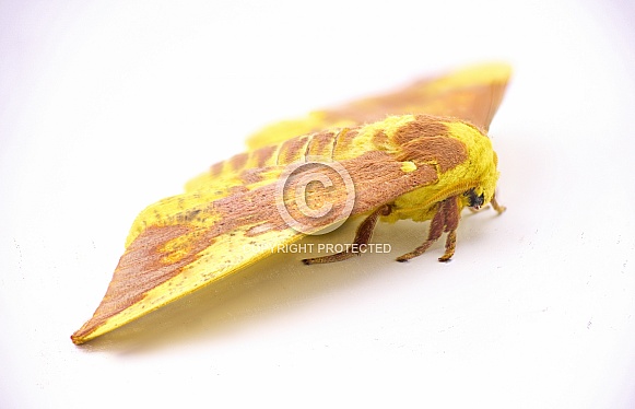 Imperial moth - Eacles imperialis - a very large yellow red orange brown purple colored giant silk moth with high variation in colors.  Isolated on white background side top view
