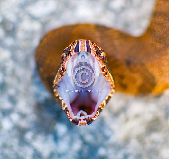 Close up view of a young Eastern cottonmouth snake - Agkistrodon piscivorus with its mouth wide open