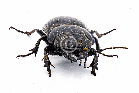 Moderately smooth warrior beetle - Pasimachus sublaevis - isolated on white background.  Pic taken after found coming out of dirt and leaf litter so itâs filthy and dirty. Front face view