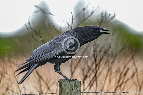 American crow, Corvus brachyrhynchos, shiny blue purple black iridescence isolated cutout on white background. Standing with mouth open