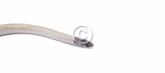 Central Florida Crowned Snake - Tantilla relicta neilli - a small slender snake that is tan or light brown with a black head, chin, and back of neck. A light spot occurs on each side of the lower neck