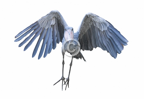 Shoebill aka Shoe billed stork