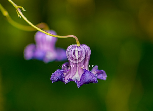 Clematis crispa, commonly called swamp leather flower, curly clematis or blue jasmine, is a semi-woody twining vine