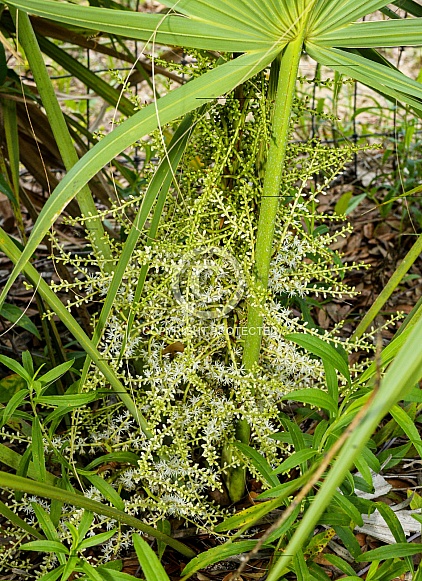 Sabal palmetto also known as cabbage palmetto or sabal palm is native to the subtropical coastal regions of the American states of Florida, Georgia, South Carolina, and southeastern North Carolina