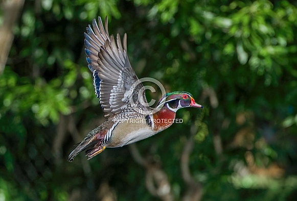 wood duck Aix sponsa male drake in flight with wings up