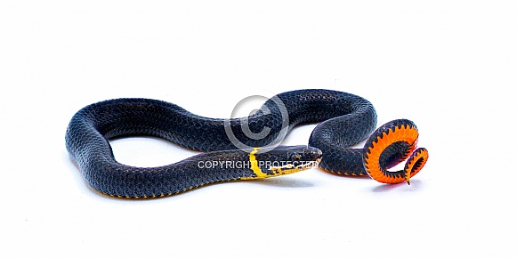Southern ring necked or ringneck snake - Diadophis punctatus punctatus - defense posture of curling up their tail exposing bright red orange posterior, ventral surface isolated on white background