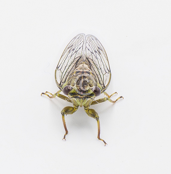Green, grey and brown hieroglyphic cicada fly - Neocicada hieroglyphica - front top view isolated on white background