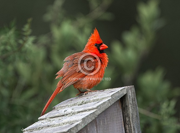 Fluffy Male Northern Cardinal - Cardinalis cardinalis - Perched on roof of bird nesting box, bright red crimson feathers with head crest sticking up