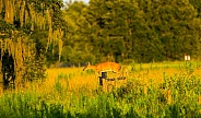white tailed deer female doe - Odocoileus virginianus - jumping barbed wire fence evening yellow light in open meadow