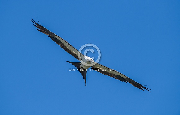 Swallow tailed kite - Elanoides forficatus - in flight with mouth open at camera with blue sky background in North Florida