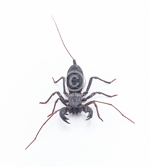 Florida vinegaroon - Mastigoproctus giganteus floridanus, also known as the giant whip tailed scorpion or grampus a harmless arachnid that sprays acetic acid vinegar from the base of its tail.