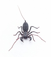 Florida vinegaroon - Mastigoproctus giganteus floridanus, also known as the giant whip tailed scorpion or grampus a harmless arachnid that sprays acetic acid vinegar from the base of its tail.