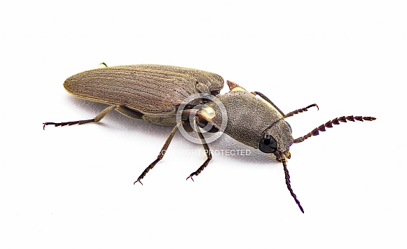Deilelater atlanticus - a small uncommon rare glowing bioluminescent click beetle with two large yellow pronotum spots the glow a green color. Isolated on white background front side view. Florida