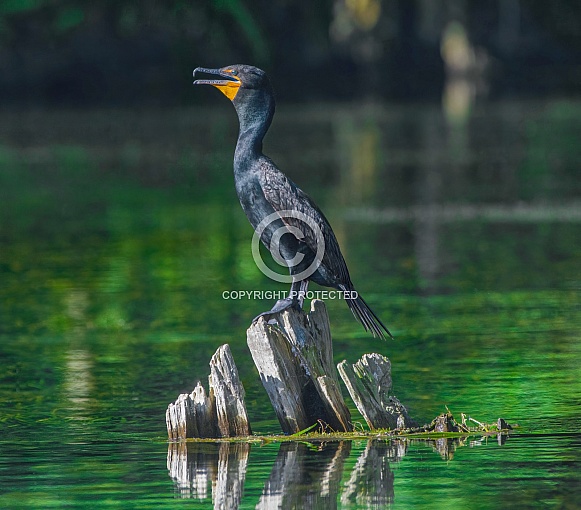Male double crested cormorant - Phalacrocorax auritus - perched on cypress tree stump