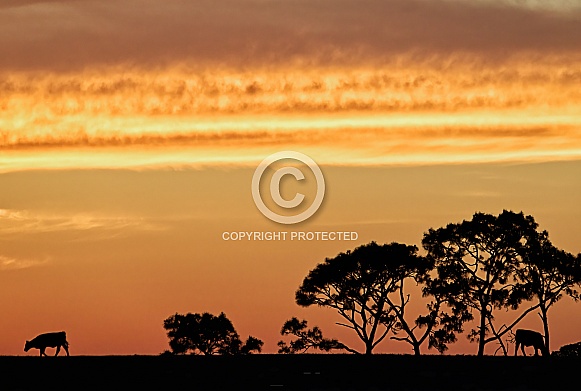 cows grazing in field, pasture, meadow with orange setting sun and landscape. tree dark black silhouette, cirrus and stratus clouds thin and wispy serene peaceful setting