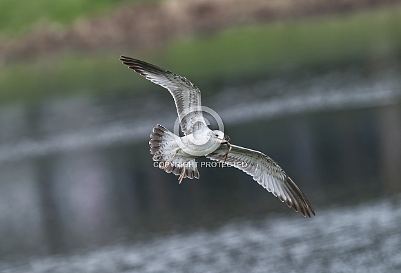immature Ring-billed Gull (Larus delawarensis) in flight