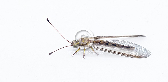 Appendicular Owlfly owl fly - Ascaloptynx appendiculatus - with long, clubbed antennae and large, bulging eyes. is a  predator, with both adults and larvae feeding on other insects or bugs. isolated