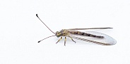 Appendicular Owlfly owl fly - Ascaloptynx appendiculatus - with long, clubbed antennae and large, bulging eyes. is a  predator, with both adults and larvae feeding on other insects or bugs. isolated