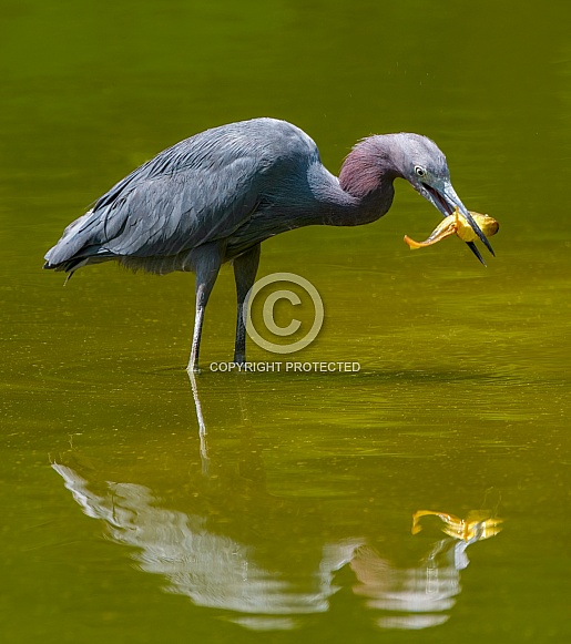 Wild adult little blue heron - Egretta caerulea - standing in shallow pond water capturing a Pollywog or tadpole of an American bullfrog