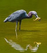 Wild adult little blue heron - Egretta caerulea - standing in shallow pond water capturing a Pollywog or tadpole of an American bullfrog