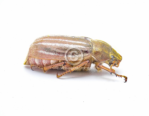 Lined or striped June beetle - Polyphylla occidentalis - isolated on white background great detail throughout. Southeastern United States. Side profile view